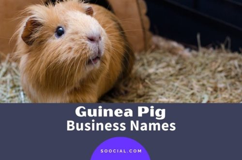 How to choose an original name for a guinea pig: useful tips and a piggy bank of names