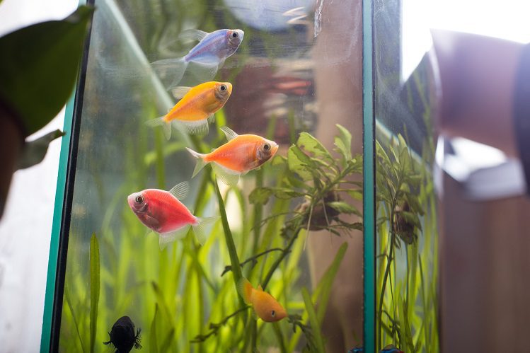 How to choose aquarium equipment?