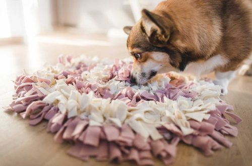 How to choose dog toys with food inside
