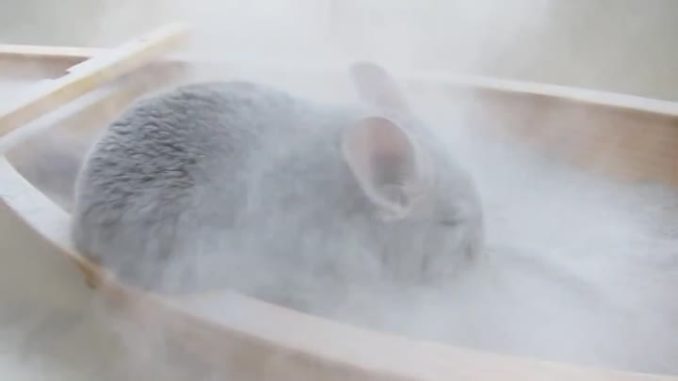 How to choose sand for bathing chinchillas