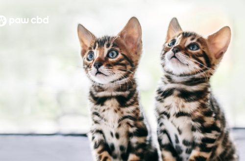 How to choose the cat breed that&#8217;s right for you