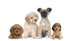 How to choose the right dog breed for you