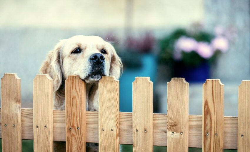 How to choose the right fence for dogs in an apartment or cottage?
