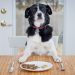 The composition of dog food and the right combination of nutrients
