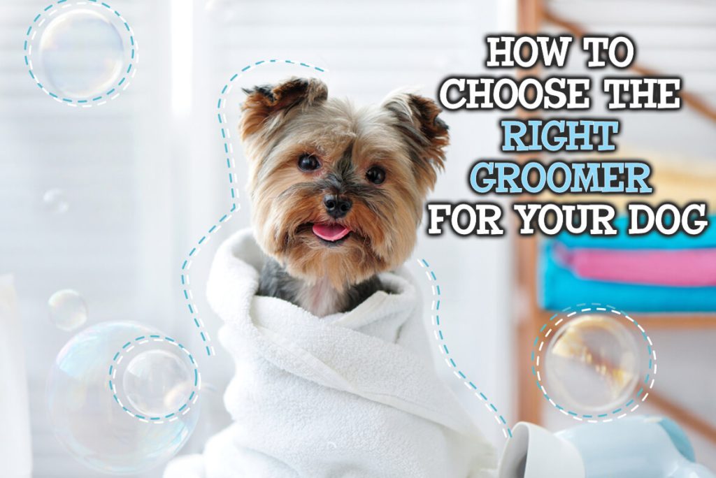 How to choose the right groomer for your dog