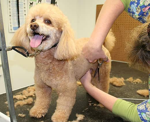 How to choose the right groomer for your dog