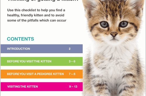 Kako odabrati pravog mačića: šta trebate znati