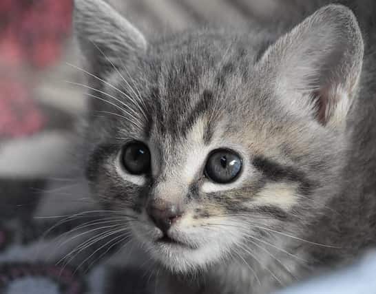 How to choose the right kitten: what you need to know