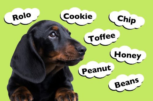 How to choose the right nickname for a boy&#8217;s dachshund, a selection of the best nickname options