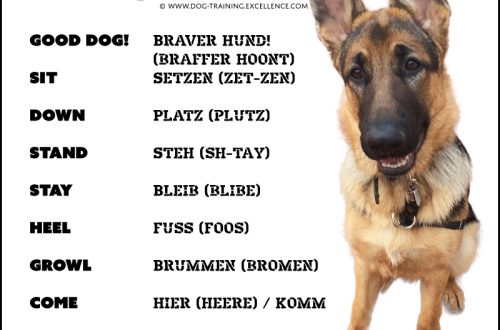 How to choose the right nickname for a German Shepherd boy: rules, requirements and the most popular names