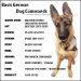 Nickname for dog huskies: features of choosing a name