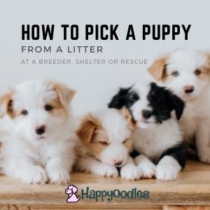 How to choose the right puppy from a litter