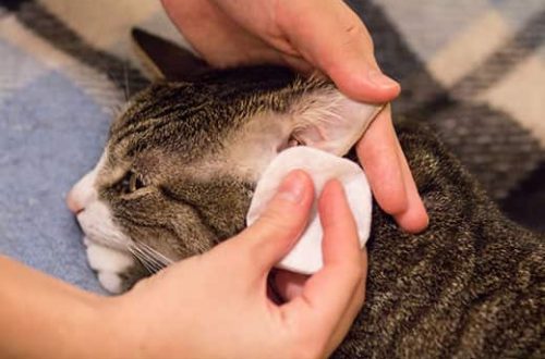 How to clean a cat&#8217;s ears: a detailed guide