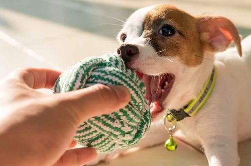 How to Clean Dog Toys: A Quick and Easy Guide