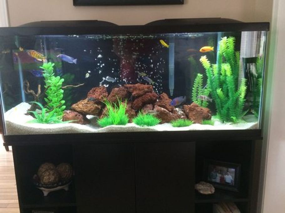 How to clean the aquarium at home correctly and how often: external filter, soil, sand, bottom and walls from plaque