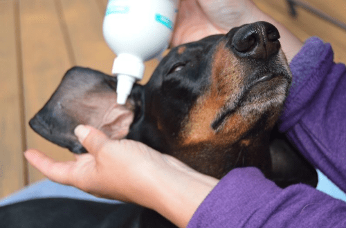 How to clean the ears of a dog: the frequency and technology of the procedure, hygiene products for cleaning the ears