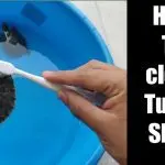 How to clean the shell of a turtle, how can you wash it at home