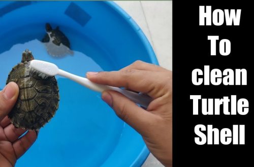 How to clean the shell of a turtle, how can you wash it at home