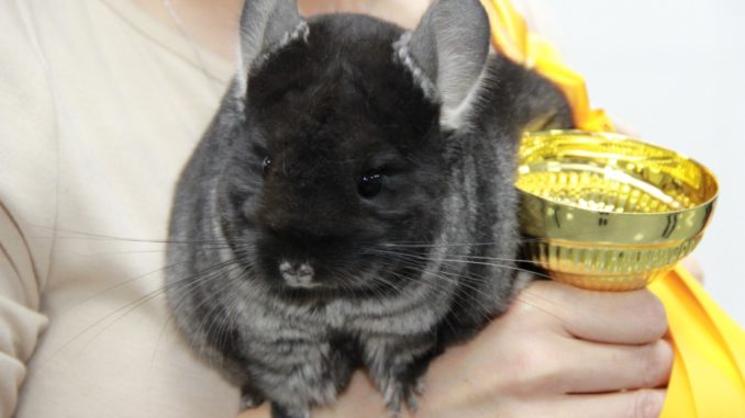 How to comb a chinchilla with a comb, hair care