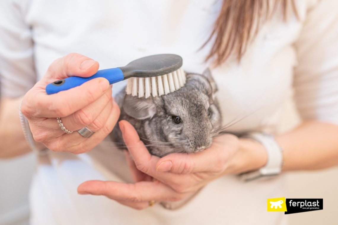 How to comb a chinchilla with a comb, hair care