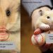 Hamster Roborovsky: description, care and maintenance, distinctive features