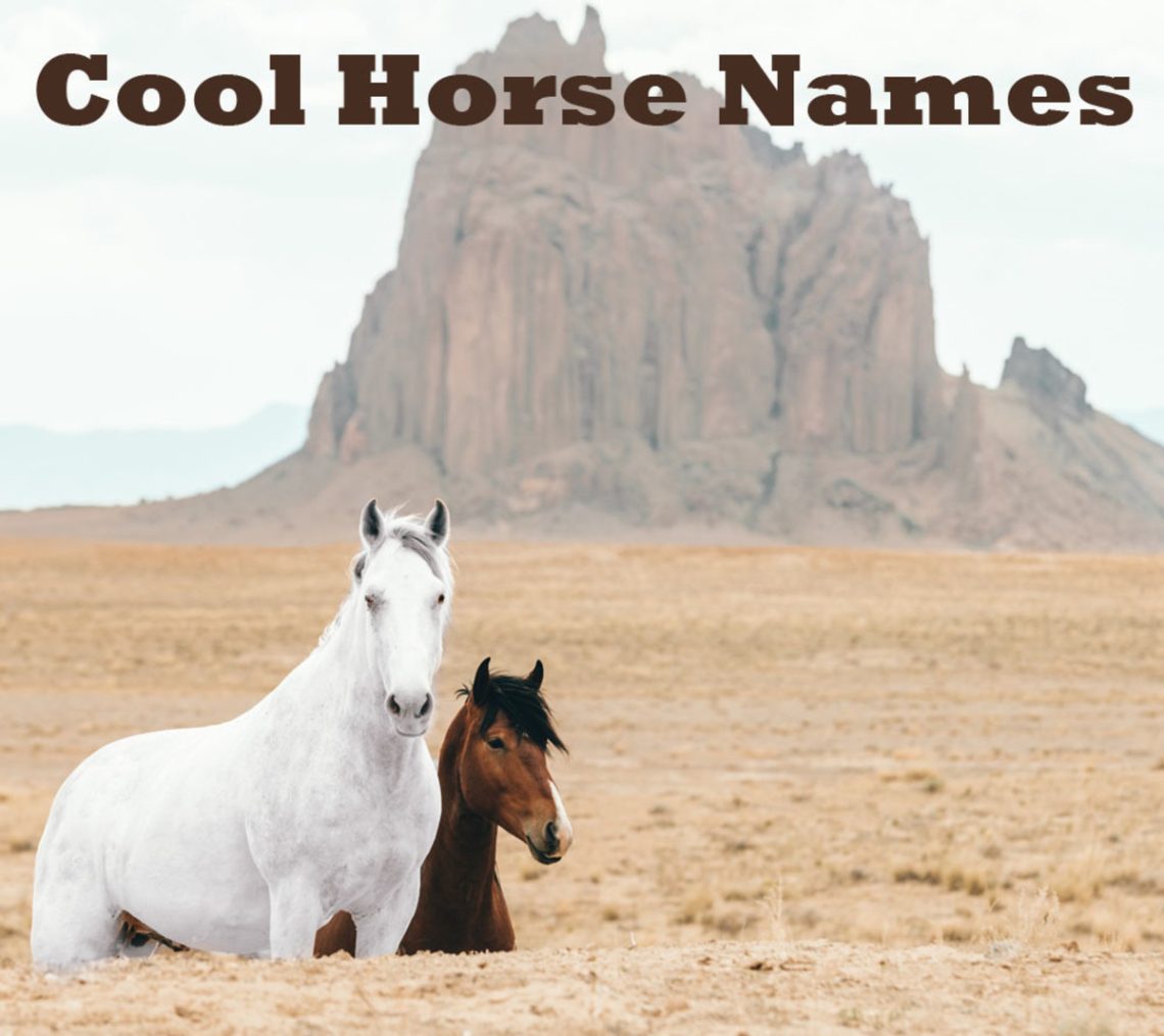 How to come up with a good name for a horse &#8211; suitable and inappropriate names