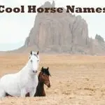 How to come up with a good name for a horse – suitable and inappropriate names