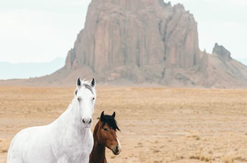 Kuidas hobusele hea nimi välja mõelda – sobivad ja sobimatud nimed