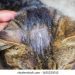 Urolithiasis in cats: treatment, main signs and causes