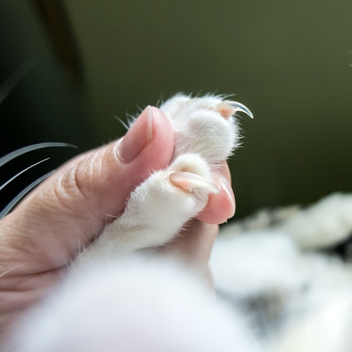 How to cut and trim a cat&#8217;s claws correctly: preparation and practical advice