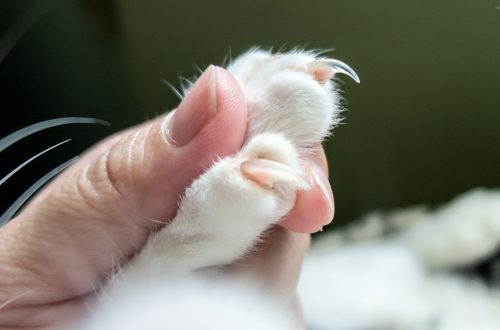 How to cut and trim a cat&#8217;s claws correctly: preparation and practical advice