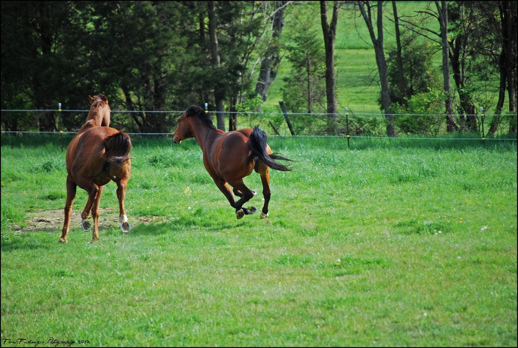 How to deal with a hot horse?