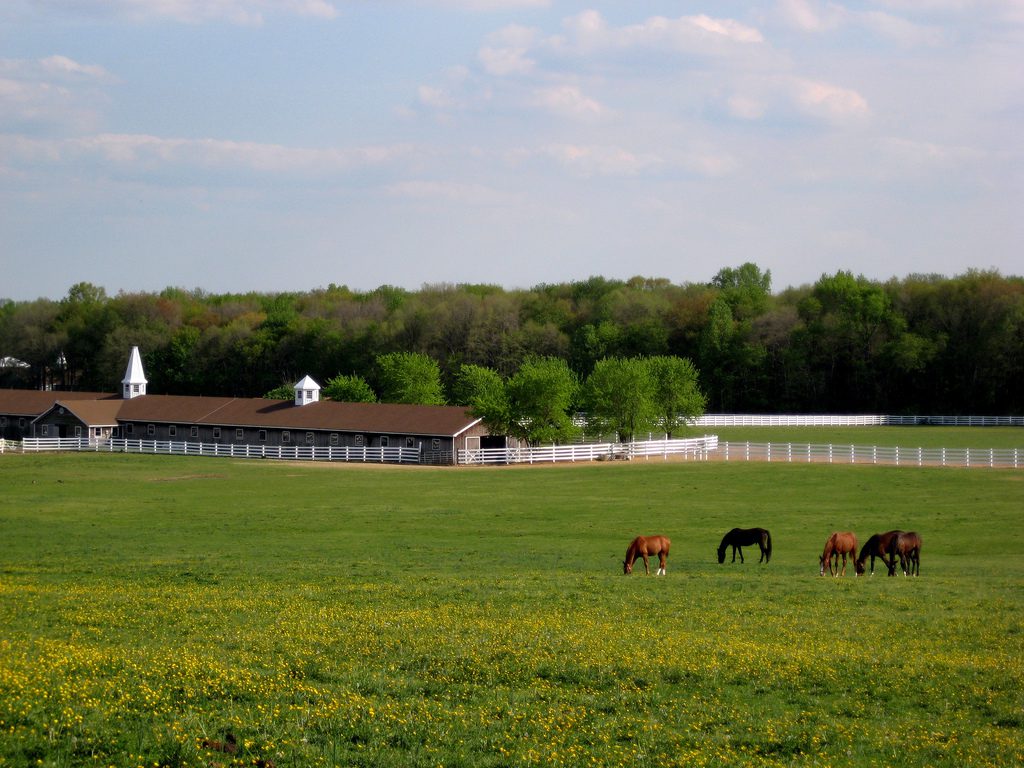 How to deal with a hot horse?