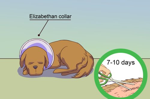 How to deal with a puppy if there is a dog in heat nearby