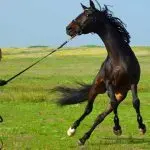 How to deal with a scared horse?