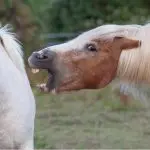 How to deal with an aggressive horse?