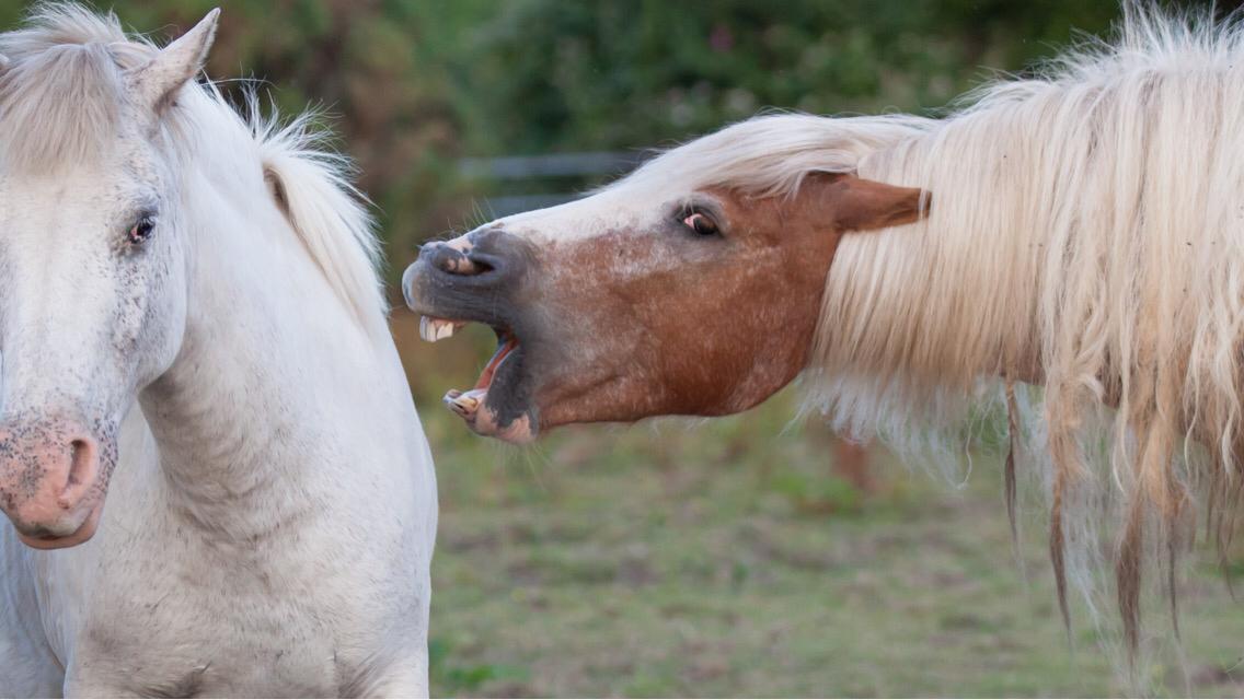 How to deal with an aggressive horse?