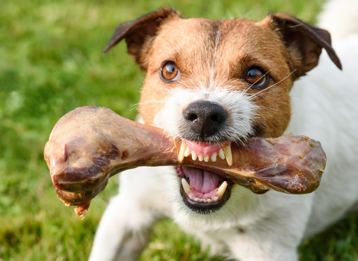 How to deal with food aggression in dogs