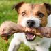 Why do dogs need whiskers and what else you need to know about dog vibrissae