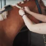 How to deal with the top XNUMX problems when grooming a mane and tail