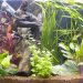 Pros and cons of an aquarium in the house