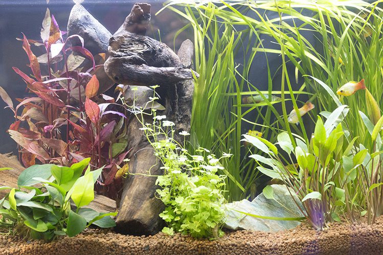 How to decorate an aquarium?