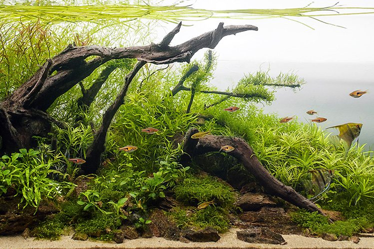 How to decorate an aquarium?