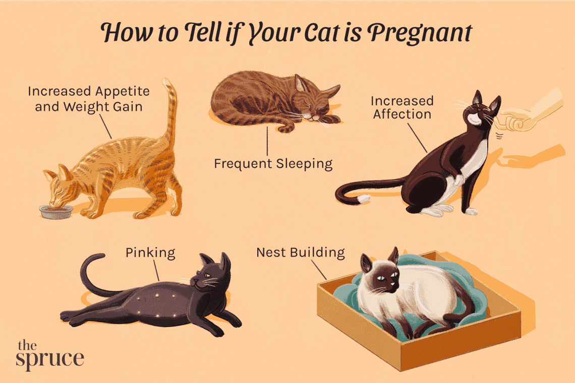 How to determine that a cat is pregnant: the timing and characteristics of her pregnancy, signs of an impending birth
