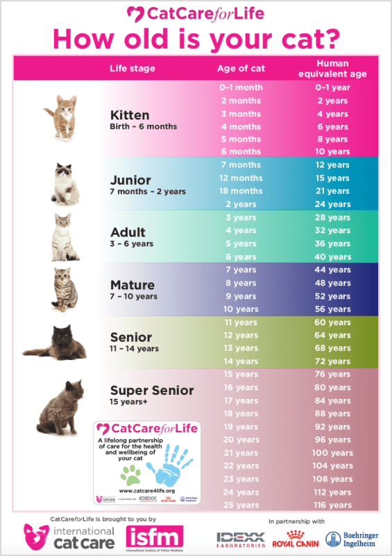 How to determine the age of a cat by external signs?