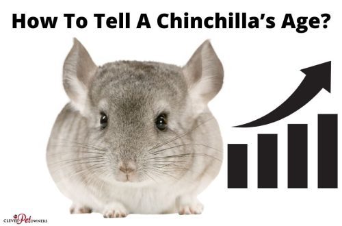 How to determine the age of a chinchilla