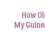 How to determine the age of a guinea pig at home by signs