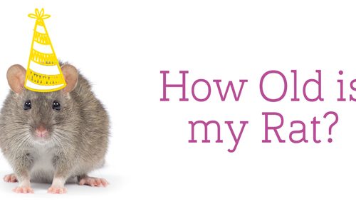 How to determine the age of a rat, how quickly and to what age decorative rodents grow
