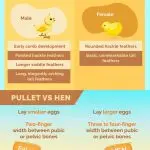 How to determine the age of hens and layers, what methods of determination exist