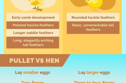 How to determine the age of hens and layers, what methods of determination exist